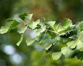 Ginkgo Biloba