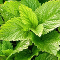 Mélisse Nutrimea