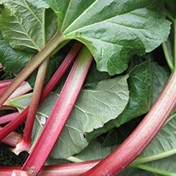 Rhubarbe Nutrimea