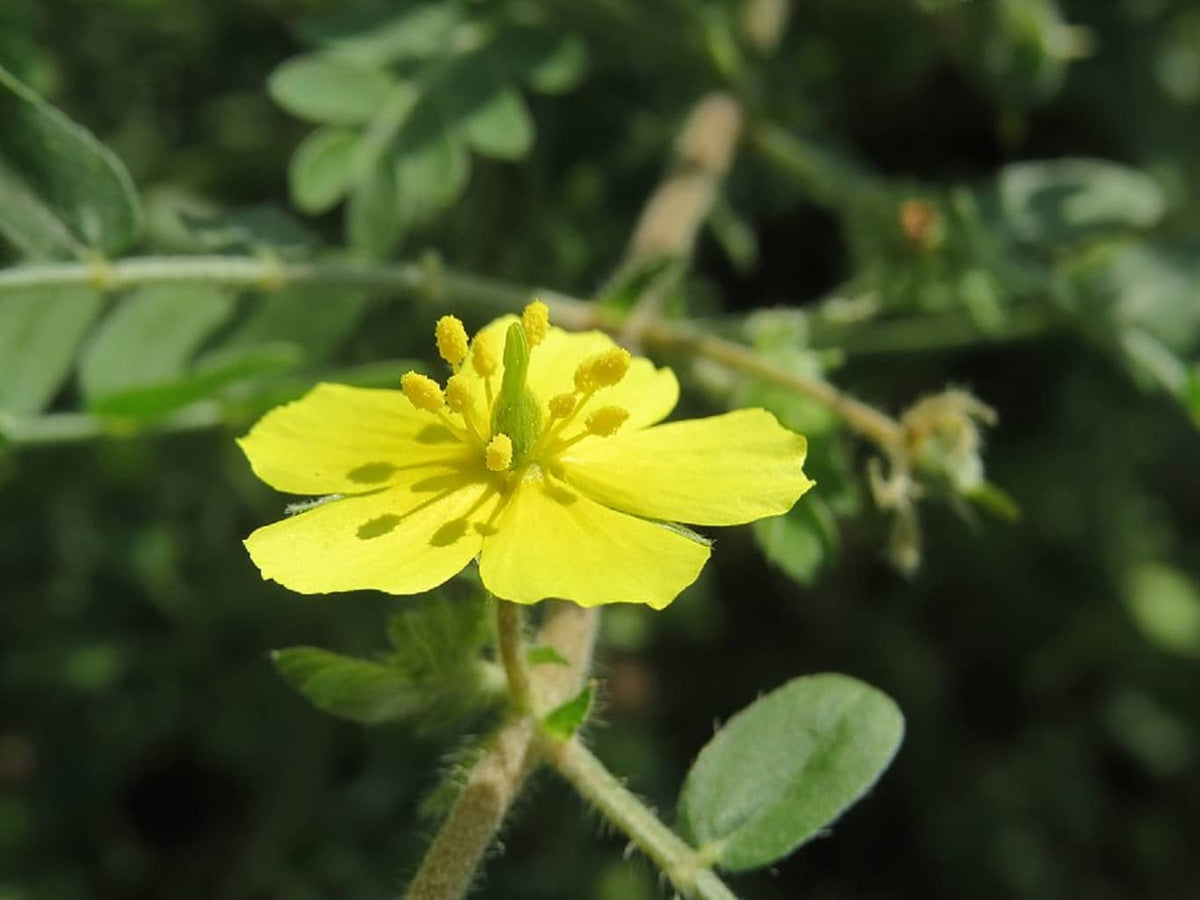Tribulus Terrestris Nutrimea