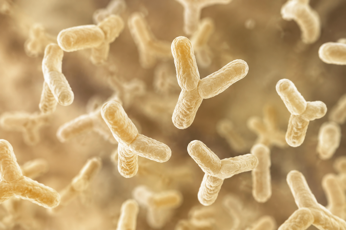 Bifidobacterium lactis Nutrimea