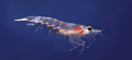 Krill Nutrimea