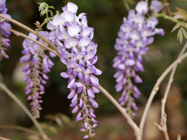 Glycine