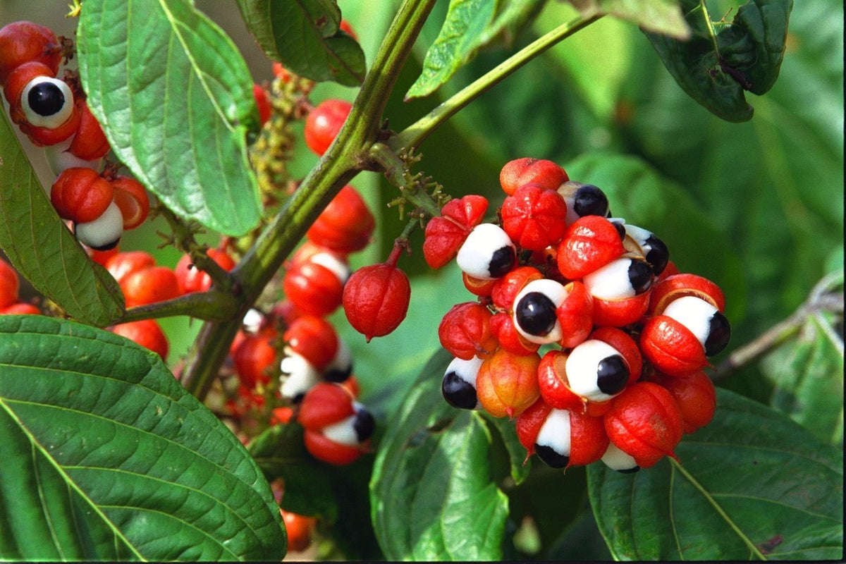 Guarana Nutrimea