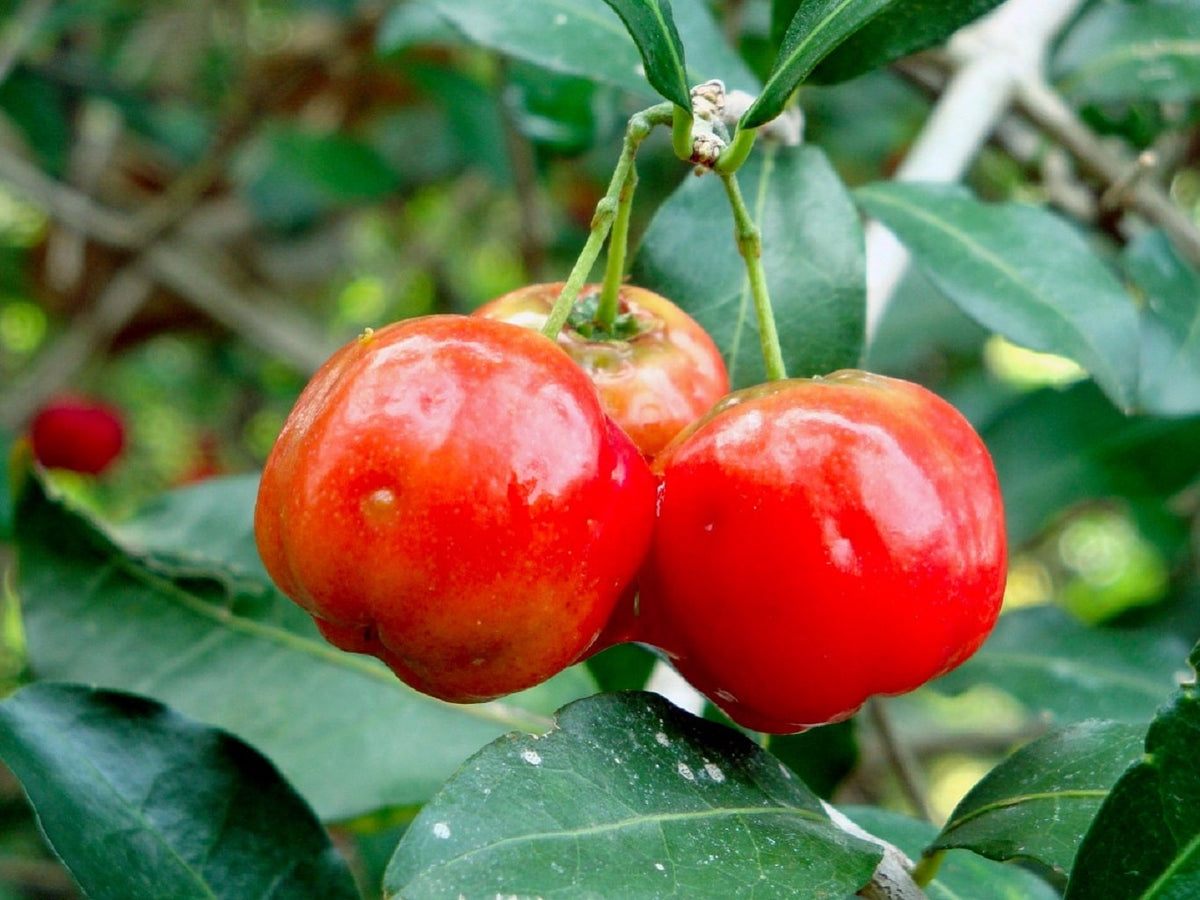 Acérola Nutrimea