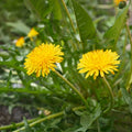 Pissenlit Nutrimea