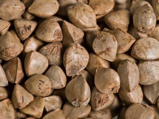Sarrasin Nutrimea