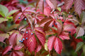 Vigne rouge Nutrimea
