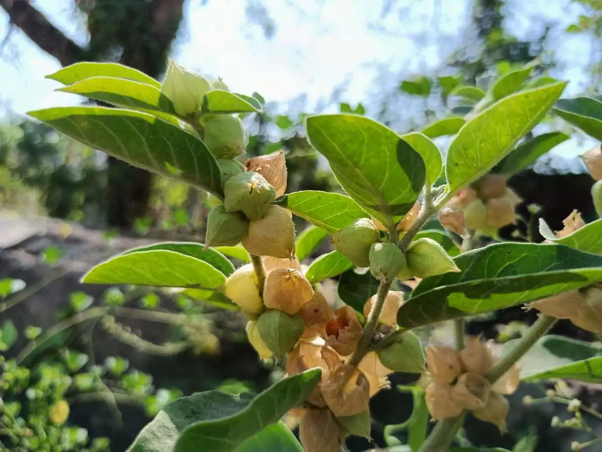 Ashwagandha : une plante ayurvédique adaptogène